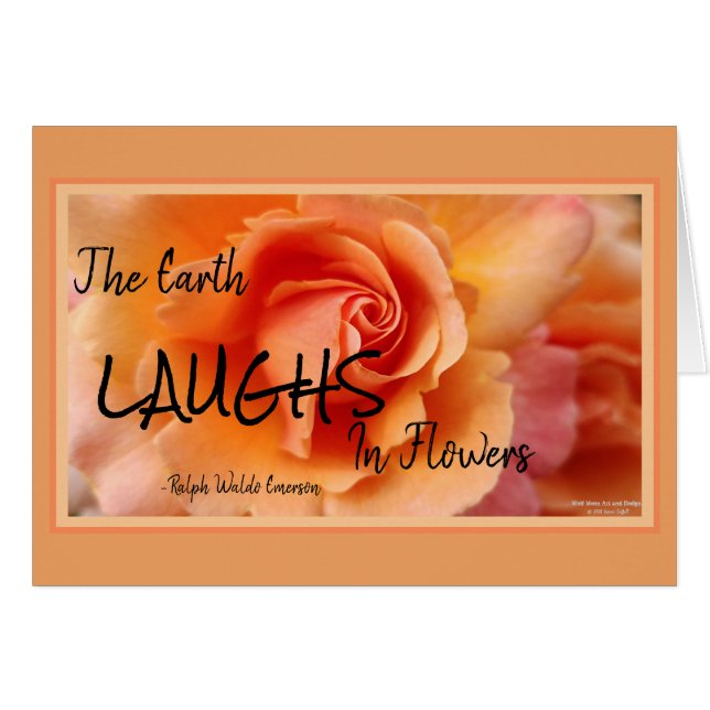 Apricot Peach Rose Blume Nah Up Foto (Vorderseite (Horizontal))