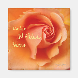 Apricot Peach Rose Blume Nah Up Foto Magnet