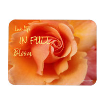 Apricot Peach Rose Blume Nah Up Foto