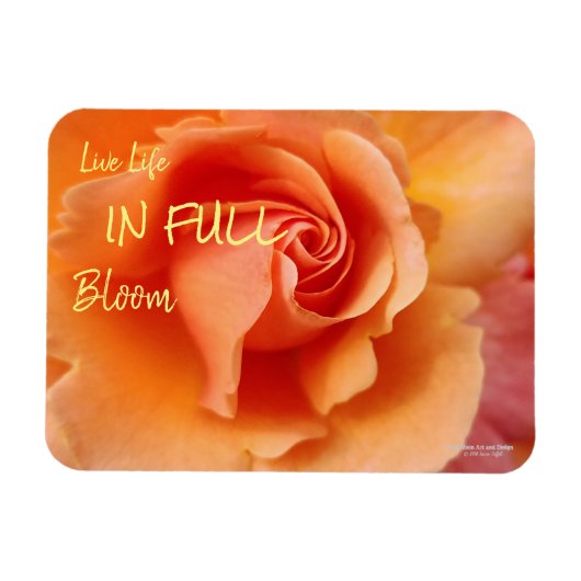 Apricot Peach Rose Blume Nah Up Foto Magnet (Horizontal)