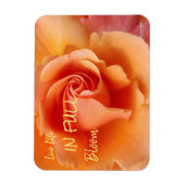 Apricot Peach Rose Blume Nah Up Foto Magnet (Vertikal)