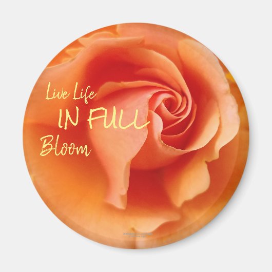 Apricot Peach Rose Blume Nah Up Foto Magnet (Vorne)