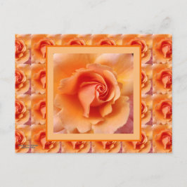 Apricot Peach Rose Blume Nah Up Foto Postkarte