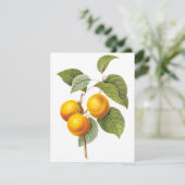 Apricot Peach von Pierre Redoute Einladung (Stehend Vorderseite)