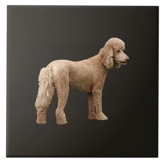 Apricot Poodle Fliese (Vorderseite)