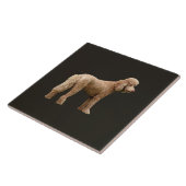 Apricot Poodle Fliese (Seite)