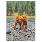 Apricot Poodle - individualisierbares Geschenk Klemmbrett (Rückseite)