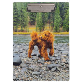 Apricot Poodle - individualisierbares Geschenk Klemmbrett (Vorderseite)