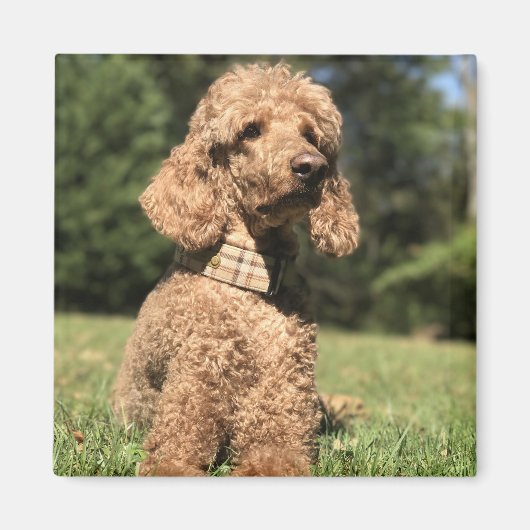 Apricot Poodle individuell anpassbar Magnet (Vorne)