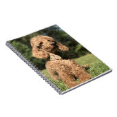 Apricot Poodle individuell anpassbar Notizblock (Rechte Seite)