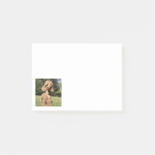 Apricot Poodle individuell anpassbar Post-it Klebezettel (Vorderseite)