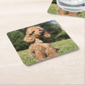 Apricot Poodle individuell anpassbar Rechteckiger Pappuntersetzer (angewinkelt)