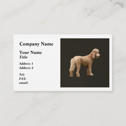 Apricot Poodle Visitenkarte (Vorderseite)