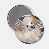 Apricot Poodle Welpe schweben Magnet (Vorderseite/Rückseite)