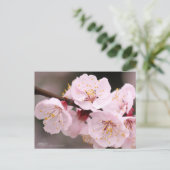 Apricot：Postcard Postkarte (Stehend Vorderseite)