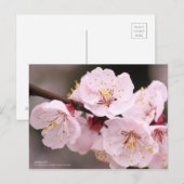Apricot：Postcard Postkarte (Vorne/Hinten)