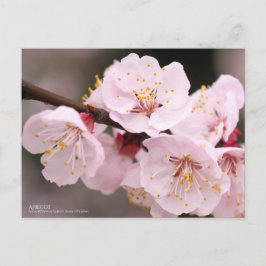 Apricot：Postcard Postkarte