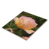 Apricot-Rose Fliese (Seite)