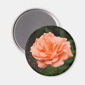 Apricot Rose Magnet (Vorderseite/Rückseite)