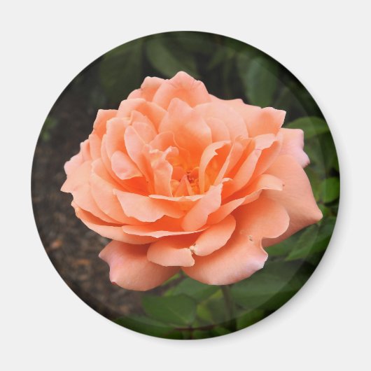 Apricot Rose Magnet (Vorne)