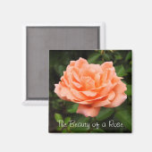 Apricot Rose Magnet (Vorderseite/Rückseite)