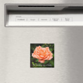 Apricot Rose Magnet (In Situ (Geschirrspüler))