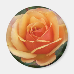 Apricot Rose Magnet