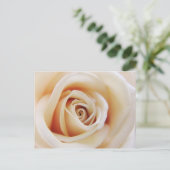 Apricot Rose Postkarte (Stehend Vorderseite)