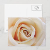 Apricot Rose Postkarte (Vorne/Hinten)