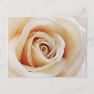 Apricot Rose Postkarte