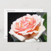 Apricot-Rose Postkarte (Vorne/Hinten)