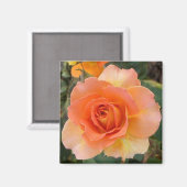 Apricot Rose Square Magnet (Vorderseite/Rückseite)