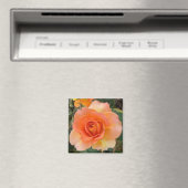Apricot Rose Square Magnet (In Situ (Geschirrspüler))