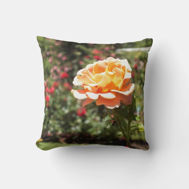 Apricot Rose Throw Kissen (Vorderseite)