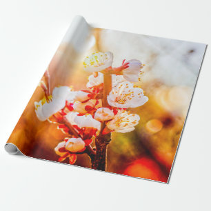 Apricot Sakura Blume vor dem Hintergrund der Sonne Geschenkpapier