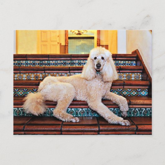 Apricot Standard Poodle - Bocelli Postkarte (Vorderseite)