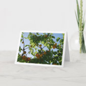 Apricot Tree Blue Sky Portrait Karte (Vorderseite)