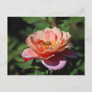 Apricot und Lavendel Rose mit Bienenpostkarte Postkarte