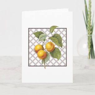 APRICOTS DANKESKARTE