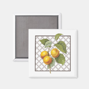 APRICOTS MAGNET