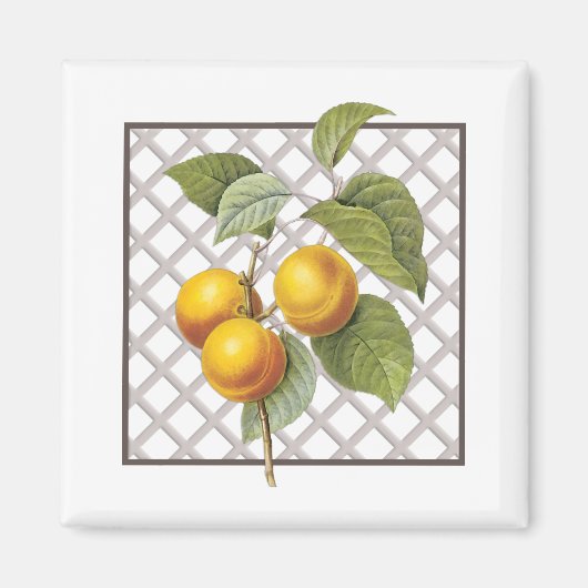 APRICOTS MAGNET (Vorne)