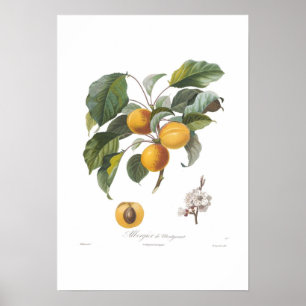 Aprikose-Albergia de Montgamet Poster