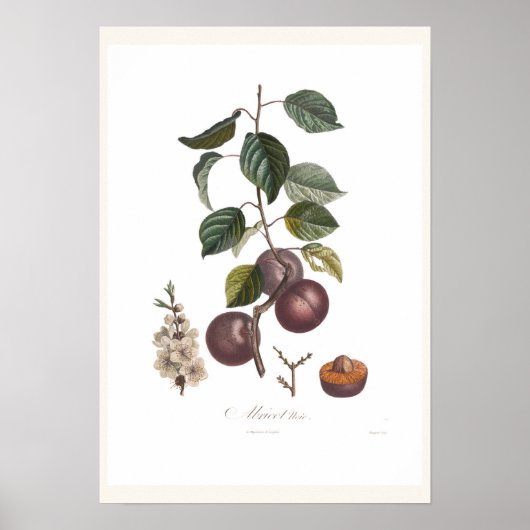 Aprikose Poster (Vorne)