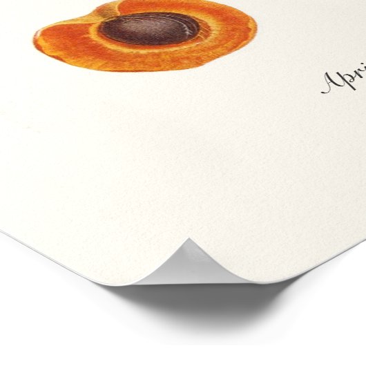 Aprikose Poster (Ecke)