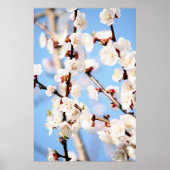 Aprikose Poster (Vorne)