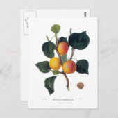 Aprikose Postkarte (Vorne/Hinten)
