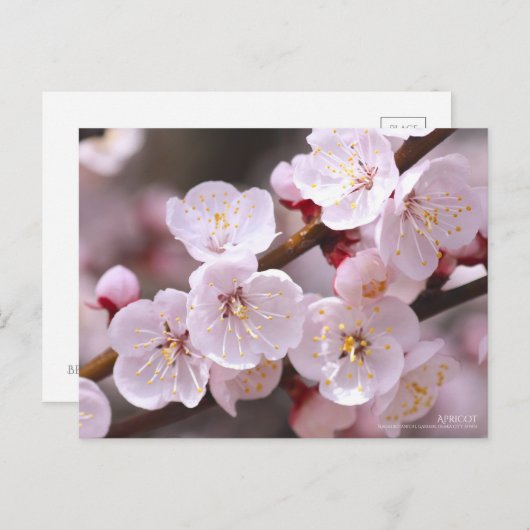 Aprikose/Postkarte Postkarte (Vorne/Hinten)