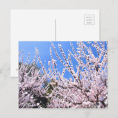 Aprikose/Postkarte Postkarte (Vorne/Hinten)