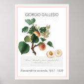 Aprikose, Vintages botanisches Illustrationspopste Poster (Vorne)