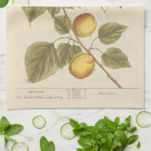 Aprikose von Elizabeth Blackwell Geschirrtuch (Gefaltet)